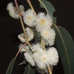 Eucalyptus globulus subsp. bicostata at Greenway, ACT - 27 Jan 2022 08:28 PM