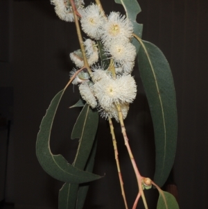 Eucalyptus globulus subsp. bicostata at Greenway, ACT - 27 Jan 2022 08:28 PM