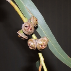 Eucalyptus globulus subsp. bicostata at Greenway, ACT - 27 Jan 2022 08:28 PM