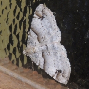 Syneora hemeropa at Conder, ACT - 24 Mar 2022 09:42 PM