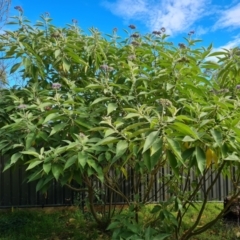 Solanum mauritianum (Wild Tobacco Tree) at Isaacs Ridge and Nearby - 27 May 2022 by Mike