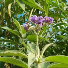 Solanum mauritianum at Isaacs, ACT - 27 May 2022