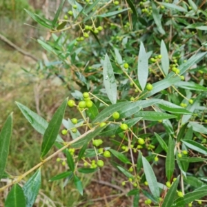 Olea europaea subsp. cuspidata at Isaacs, ACT - 27 May 2022 11:23 AM