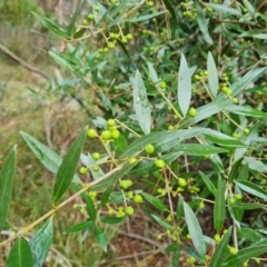 Olea europaea subsp. cuspidata (African Olive) at Isaacs Ridge and Nearby - 27 May 2022 by Mike