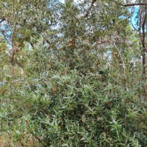 Olea europaea subsp. cuspidata at Isaacs, ACT - 27 May 2022 11:23 AM