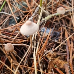 Mycena sp. (Mycena) at Isaacs, ACT - 27 May 2022 by Mike