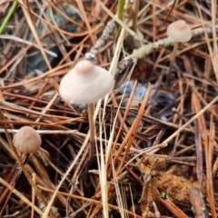 Unidentified Cap on a stem; gills below cap [mushrooms or mushroom-like] (TBC) at Isaacs, ACT - 27 May 2022 by Mike