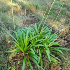 Agapanthus praecox subsp. orientalis (Agapanthus) at Isaacs Ridge and Nearby - 27 May 2022 by Mike
