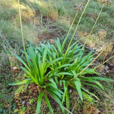 Agapanthus praecox subsp. orientalis (Agapanthus) at Isaacs Ridge and Nearby - 27 May 2022 by Mike