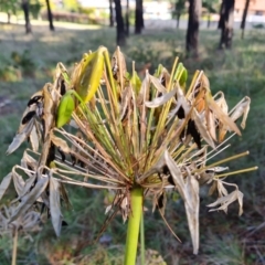 Agapanthus praecox subsp. orientalis at Isaacs, ACT - 27 May 2022 12:01 PM