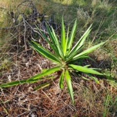 Cordyline sp. (Cordyline) at Isaacs Ridge and Nearby - 27 May 2022 by Mike