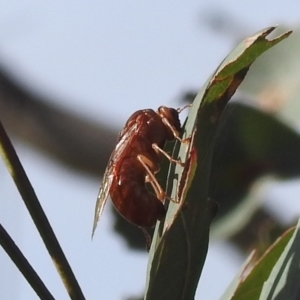 Pergidae sp. (family) at Stromlo, ACT - 23 May 2022 02:54 PM