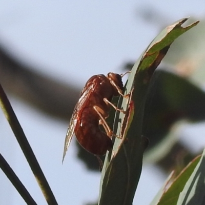 Pergidae sp. (family) (Unidentified Sawfly) at Stromlo, ACT - 23 May 2022 by HelenCross