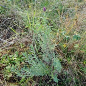 Lavandula stoechas at Isaacs, ACT - 27 May 2022