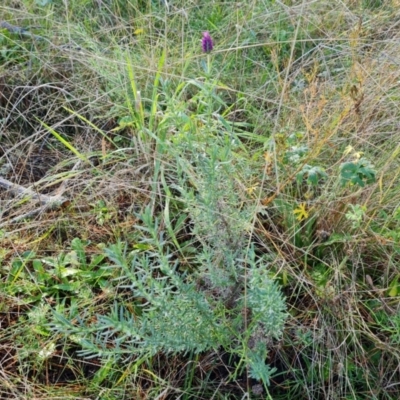 Lavandula stoechas (Spanish Lavender or Topped Lavender) at Isaacs, ACT - 27 May 2022 by Mike