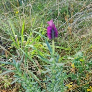 Lavandula stoechas at Isaacs, ACT - 27 May 2022 12:08 PM