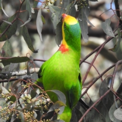Polytelis swainsonii (Superb Parrot) at Kambah, ACT - 27 May 2022 by HelenCross