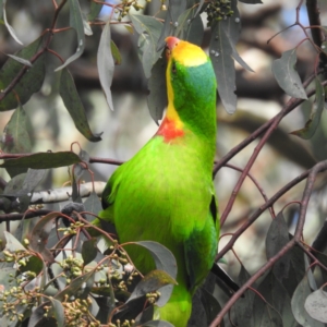 Polytelis swainsonii (Superb Parrot) at Kambah, ACT by HelenCross