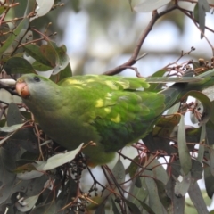 Polytelis swainsonii at Kambah, ACT - 27 May 2022