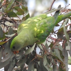 Polytelis swainsonii at Kambah, ACT - 27 May 2022