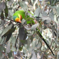 Polytelis swainsonii at Kambah, ACT - suppressed