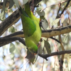 Polytelis swainsonii at Kambah, ACT - suppressed