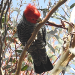 Callocephalon fimbriatum (Gang-gang Cockatoo) at Acton, ACT - 27 May 2022 by HelenCross