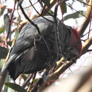 Callocephalon fimbriatum at Acton, ACT - 27 May 2022