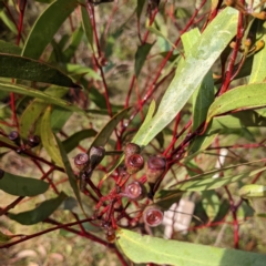 Callocephalon fimbriatum at Acton, ACT - 27 May 2022