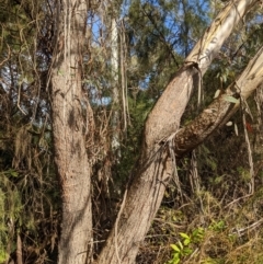 Callocephalon fimbriatum at Acton, ACT - 27 May 2022