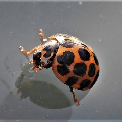 Harmonia conformis (Common Spotted Ladybird) at Lake Ginninderra - 26 May 2022 by JohnBundock