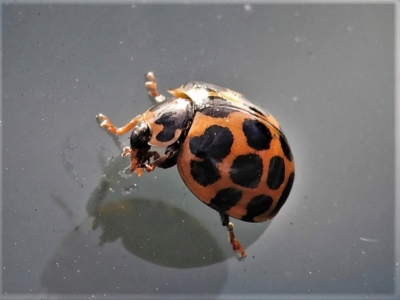 Harmonia conformis (Common Spotted Ladybird) at Belconnen, ACT - 26 May 2022 by JohnBundock