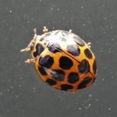 Harmonia conformis at Belconnen, ACT - 26 May 2022