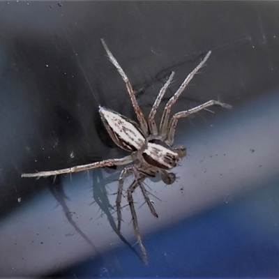 Oxyopes (genus) (Lynx spider) at Acton, ACT - 27 May 2022 by JohnBundock