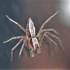 Oxyopes sp. (genus) at Acton, ACT - 27 May 2022 01:09 PM