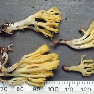 Ramaria lorithamnus at Aranda, ACT - 7 May 2022