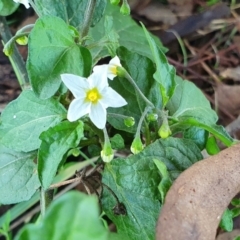 Solanum nigrum (Black Nightshade) at Rugosa - 27 May 2022 by SenexRugosus