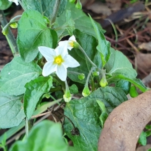 Solanum nigrum at Yass River, NSW - 27 May 2022 03:54 PM