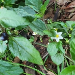 Solanum nigrum at Yass River, NSW - 27 May 2022 03:54 PM