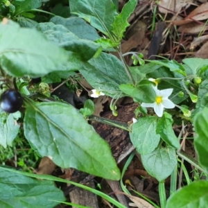 Solanum nigrum at Yass River, NSW - 27 May 2022