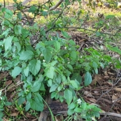 Solanum nigrum at Yass River, NSW - 27 May 2022