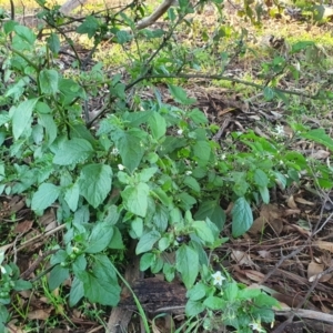 Solanum nigrum at Yass River, NSW - 27 May 2022