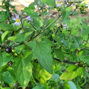 Solanum nigrum at Yass River, NSW - 27 May 2022