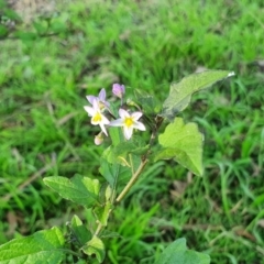 Solanum nigrum at Yass River, NSW - 27 May 2022