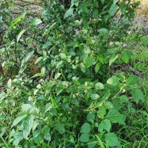 Solanum nigrum at Yass River, NSW - 27 May 2022