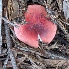 Russula persanguinea (Russula persanguinea) at Crace, ACT - 27 May 2022 by abread111