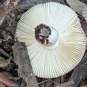 Russula persanguinea at Gungaderra Grasslands - 27 May 2022 03:48 PM