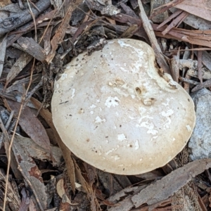 zz agaric (stem; gills white/cream) at Crace, ACT - 27 May 2022