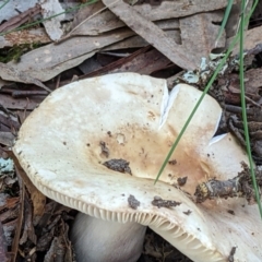 zz agaric (stem; gills white/cream) at Crace, ACT - 27 May 2022