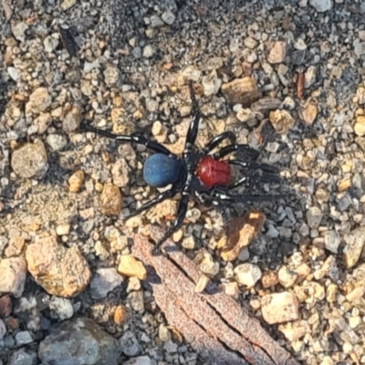 Missulena occatoria (Red-headed Mouse Spider) at Monument Hill and Roper Street Corridor - 22 May 2022 by Fpedler